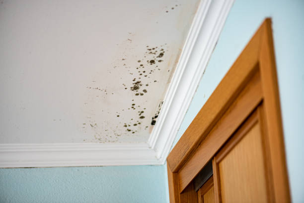 Best Emergency Mold Removal  in Kayenta, AZ