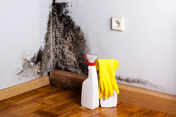 Best Mold Remediation Services  in Kayenta, AZ