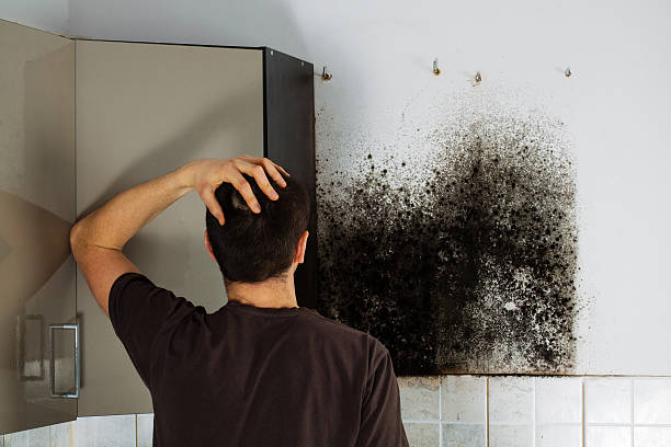 Best Certified Mold Removal  in Kayenta, AZ